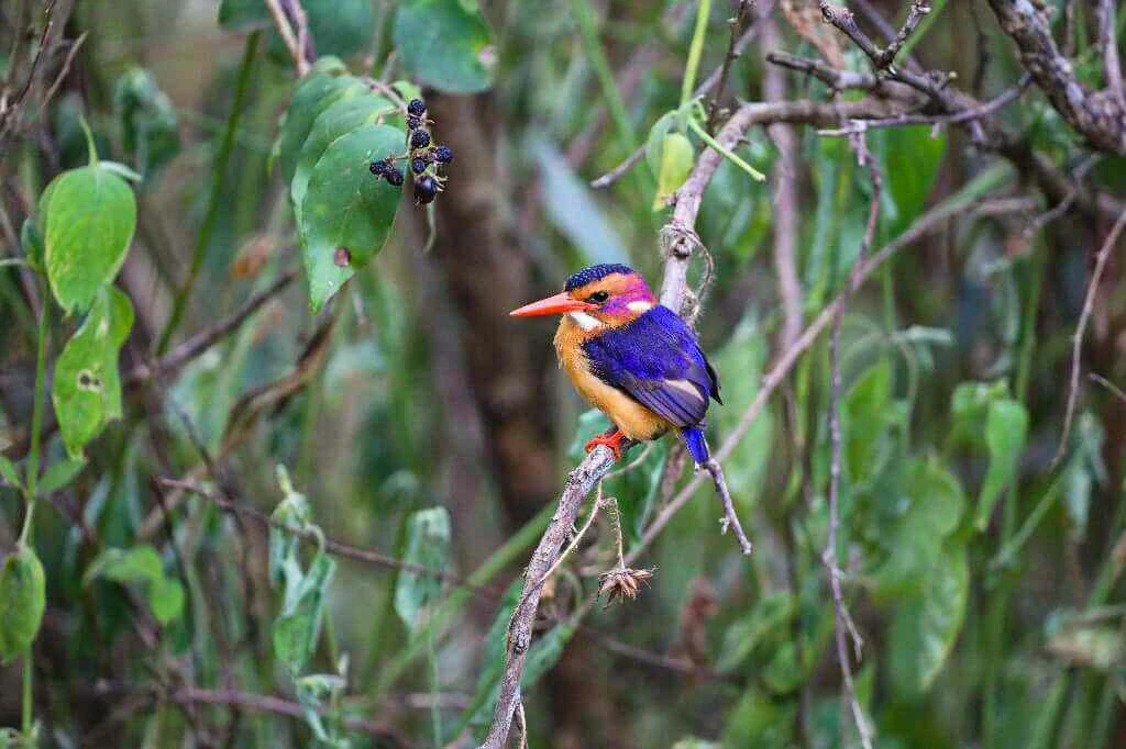 African pygmy kingfisher